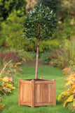 Grande jardinière Kalimantan