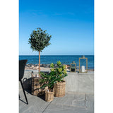 Meijer - kunstplant - groen - PE plastic - 75 cm